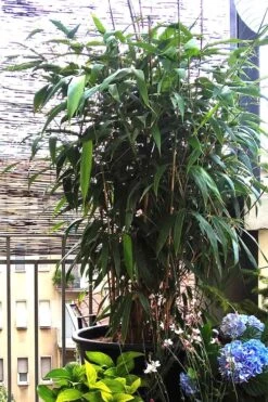 Arrow Bamboo (Pseudosasa Japonica) - 3 Gallon Pot (2-4') -Garden Plants Shop Bamboo Arrow 3