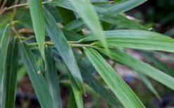 Arrow Bamboo (Pseudosasa Japonica) - 3 Gallon Pot (2-4') -Garden Plants Shop Bamboo Arrow 4