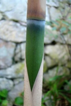 Arrow Bamboo (Pseudosasa Japonica) - 3 Gallon Pot (2-4') -Garden Plants Shop Bamboo Arrow 6