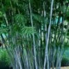 Baby Blue Bamboo - Bambusa Chungii 'Barbelatta' - 2 Gallon Pot -Garden Plants Shop Bamboo Barbelatta 12