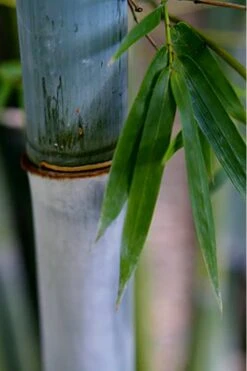 Baby Blue Bamboo - Bambusa Chungii 'Barbelatta' - 2 Gallon Pot -Garden Plants Shop Bamboo Barbelatta 14