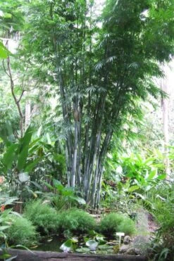 Baby Blue Bamboo - Bambusa Chungii 'Barbelatta' - 2 Gallon Pot -Garden Plants Shop Bamboo Barbelatta 15