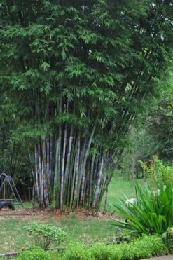 Baby Blue Bamboo - Bambusa Chungii 'Barbelatta' - 2 Gallon Pot -Garden Plants Shop Bamboo Barbelatta 16