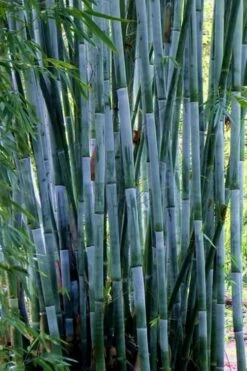 Baby Blue Bamboo - Bambusa Chungii 'Barbelatta' - 2 Gallon Pot -Garden Plants Shop Bamboo Barbelatta 21
