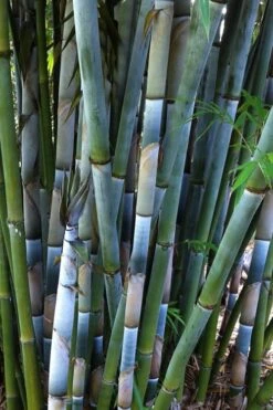 Baby Blue Bamboo - Bambusa Chungii 'Barbelatta' - 2 Gallon Pot -Garden Plants Shop Bamboo Barbelatta 3