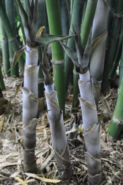 Baby Blue Bamboo - Bambusa Chungii 'Barbelatta' - 2 Gallon Pot -Garden Plants Shop Bamboo Barbelatta 4