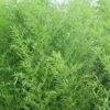 Bisset Bamboo (Phyllostachys Bissetii) - 3 Gallon Pot (2-4') -Garden Plants Shop Bamboo Bisettii 1