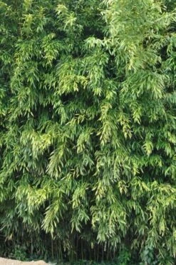 Bisset Bamboo (Phyllostachys Bissetii) - 3 Gallon Pot (2-4') -Garden Plants Shop Bamboo Bisettii 2