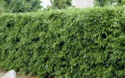 Bisset Bamboo (Phyllostachys Bissetii) - 3 Gallon Pot (2-4') -Garden Plants Shop Bamboo Bisettii 4