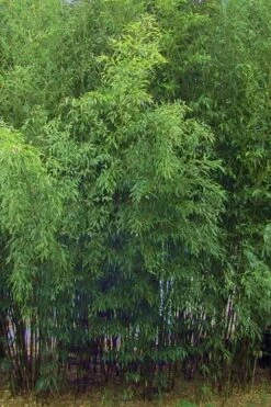 Bisset Bamboo (Phyllostachys Bissetii) - 3 Gallon Pot (4-6') -Garden Plants Shop Bamboo Bisettii 5 1
