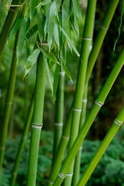 Bisset Bamboo (Phyllostachys Bissetii) - 3 Gallon Pot (4-6') -Garden Plants Shop Bamboo Bisettii 7 1