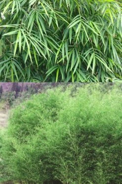 Bisset Bamboo (Phyllostachys Bissetii) - 3 Gallon Pot (4-6') -Garden Plants Shop Bamboo Bissets 500x750 2