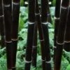 Black Bamboo - Phyllostachys Nigra - 3 Gallon Pot (Multi Cane: 4-6'+) -Garden Plants Shop Bamboo Black 102