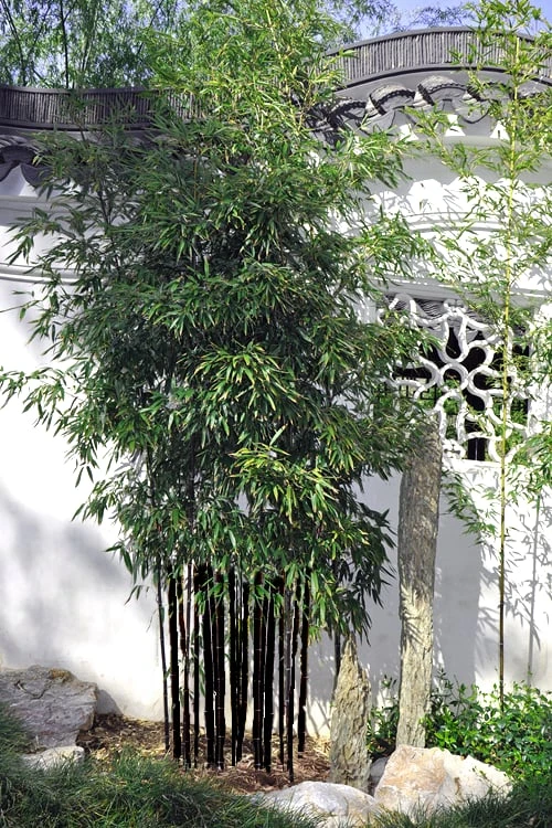 Black Bamboo - Phyllostachys Nigra - 3 Gallon Pot (Multi Cane: 4-6'+) 7 Black Bamboo - Phyllostachys Nigra - 3 Gallon Pot (Multi Cane: 4-6'+) - Image 5