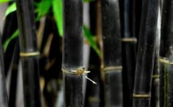 Black Bamboo - Phyllostachys Nigra - 3 Gallon Pot (Multi-Cane: 2 To 4' Tall) -Garden Plants Shop Bamboo Black 53 1
