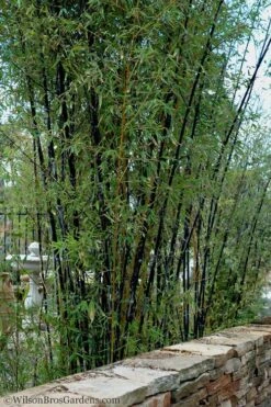 Black Bamboo - Phyllostachys Nigra - 3 Gallon Pot (Multi-Cane: 2 To 4' Tall) -Garden Plants Shop Bamboo Black 55 1
