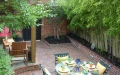 Black Bamboo - Phyllostachys Nigra - 3 Gallon Pot (Multi-Cane: 2 To 4' Tall) -Garden Plants Shop Bamboo Black 58 1