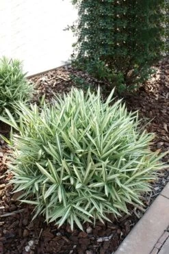 Dwarf White Stripe Bamboo - Pleioblastus Fortunei - 1 Gallon Pot -Garden Plants Shop Bamboo Dwarf White Stripe 1