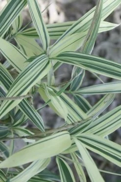 Dwarf White Stripe Bamboo - Pleioblastus Fortunei - 1 Gallon Pot -Garden Plants Shop Bamboo Dwarf White Stripe 7