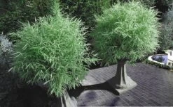 Dwarf White Stripe Bamboo - Pleioblastus Fortunei - 1 Gallon Pot -Garden Plants Shop Bamboo Dwarf White Stripe 8