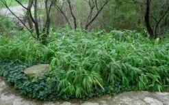 Giant Leaf Bamboo - Indocalamus Tessellatus - 3 Gallon Pot -Garden Plants Shop Bamboo Giant Leaf 53