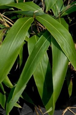 Giant Leaf Bamboo - Indocalamus Tessellatus - 3 Gallon Pot -Garden Plants Shop Bamboo Giant Leaf 55