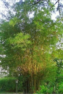 Golden Fishpole Bamboo - Phyllostachys Aurea - 3 Gallon Pot (4-6') -Garden Plants Shop Bamboo Golden 10