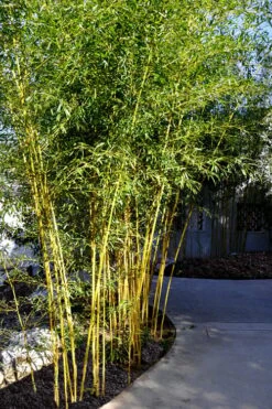 Golden Fishpole Bamboo - Phyllostachys Aurea - 3 Gallon Pot (4-6') -Garden Plants Shop Bamboo Golden 11