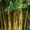 Golden Fishpole Bamboo - Phyllostachys Aurea - 3 Gallon Pot (4-6') 2 Golden Fishpole Bamboo - Phyllostachys Aurea - 3 Gallon Pot (4-6') -Garden Plants Shop Bamboo Golden 14