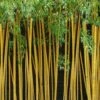 True Gold Golden Fish Pole Bamboo (Phyllostachys Aurea 'Holochrysa') - 3 Gallon Pot -Garden Plants Shop Bamboo Golden Golden 22 500x750 1