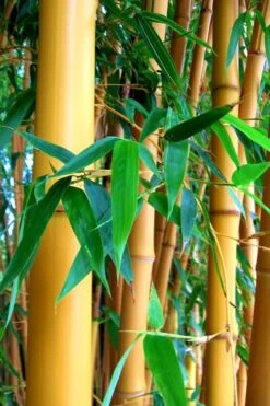 True Gold Golden Fish Pole Bamboo (Phyllostachys Aurea 'Holochrysa') - 3 Gallon Pot -Garden Plants Shop Bamboo Golden Golden 23 500x750 1