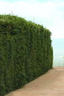 Graceful Bamboo (Slender Weavers) - Bambusa Textilis 'Gracilis' - 2 Gallon Pot -Garden Plants Shop Bamboo Graceful 1