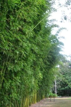 Graceful Bamboo (Slender Weavers) - Bambusa Textilis 'Gracilis' - 2 Gallon Pot -Garden Plants Shop Bamboo Graceful 9