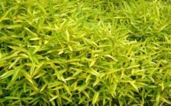 Dwarf Green Stripe Bamboo (Pleioblastus Viridistriatus) - 1 Gallon Pot -Garden Plants Shop Bamboo Green Stripe 11
