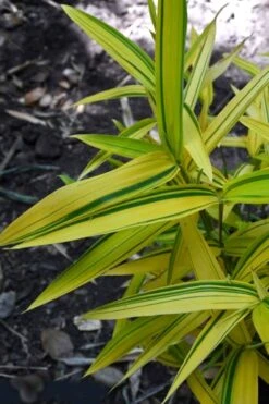 Dwarf Green Stripe Bamboo (Pleioblastus Viridistriatus) - 1 Gallon Pot -Garden Plants Shop Bamboo Green Stripe 12