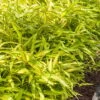 Dwarf Green Stripe Bamboo (Pleioblastus Viridistriatus) - 1 Gallon Pot -Garden Plants Shop Bamboo Green Stripe 8