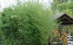 Humilis Hedge Bamboo - Phyllostachys Humilis - 3 Gallon Pot -Garden Plants Shop Bamboo Humilis 1