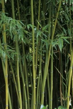 Humilis Hedge Bamboo - Phyllostachys Humilis - 3 Gallon Pot -Garden Plants Shop Bamboo Humilis 11