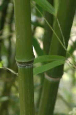 Humilis Hedge Bamboo - Phyllostachys Humilis - 3 Gallon Pot -Garden Plants Shop Bamboo Humilis 5