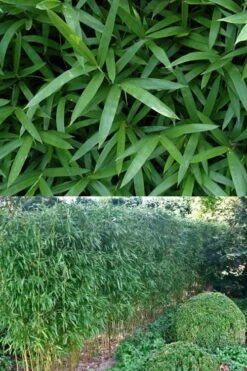 Humilis Hedge Bamboo - Phyllostachys Humilis - 3 Gallon Pot -Garden Plants Shop Bamboo Humilis 500x750 1