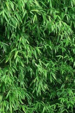 Humilis Hedge Bamboo - Phyllostachys Humilis - 3 Gallon Pot -Garden Plants Shop Bamboo Humilis 9
