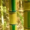 Koi Golden Bamboo (Phyllostachys Aurea 'Koi') - 3 Gallon Pot (2-4') -Garden Plants Shop Bamboo Koi Golden 20