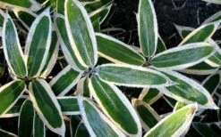 Kuma Zasa Dwarf Bamboo (Sasa Veitchii 'Kuma-Zasa') - 3 Gallon Pot -Garden Plants Shop Bamboo Kuma Zasa 1