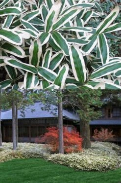 Kuma Zasa Dwarf Bamboo (Sasa Veitchii 'Kuma-Zasa') - 3 Gallon Pot -Garden Plants Shop Bamboo Kuma Zasa 13