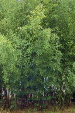 Spotted Leopard Bamboo - Phyllostachys Bambusoides 'Tanakae' - 3 Gallon Pot -Garden Plants Shop Bamboo Leopard 11