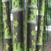 Spotted Leopard Bamboo - Phyllostachys Bambusoides 'Tanakae' - 3 Gallon Pot 2 Spotted Leopard Bamboo - Phyllostachys Bambusoides 'Tanakae' - 3 Gallon Pot -Garden Plants Shop Bamboo Leopard 22