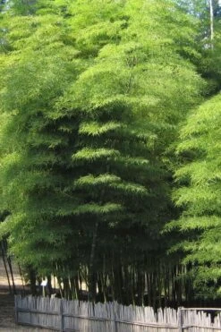 Moso Giant Bamboo (Phyllostachys Edulis 'Moso') - 3 Gallon Pot (2-4') -Garden Plants Shop Bamboo Moso 10