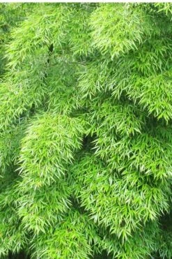 Moso Giant Bamboo (Phyllostachys Edulis 'Moso') - 3 Gallon Pot (2-4') -Garden Plants Shop Bamboo Moso 11