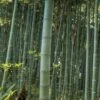 Moso Giant Bamboo (Phyllostachys Edulis 'Moso') - 3 Gallon Pot (2-4') -Garden Plants Shop Bamboo Moso 22