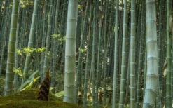 Moso Giant Bamboo (Phyllostachys Edulis 'Moso') - 3 Gallon Pot (2-4') -Garden Plants Shop Bamboo Moso 24